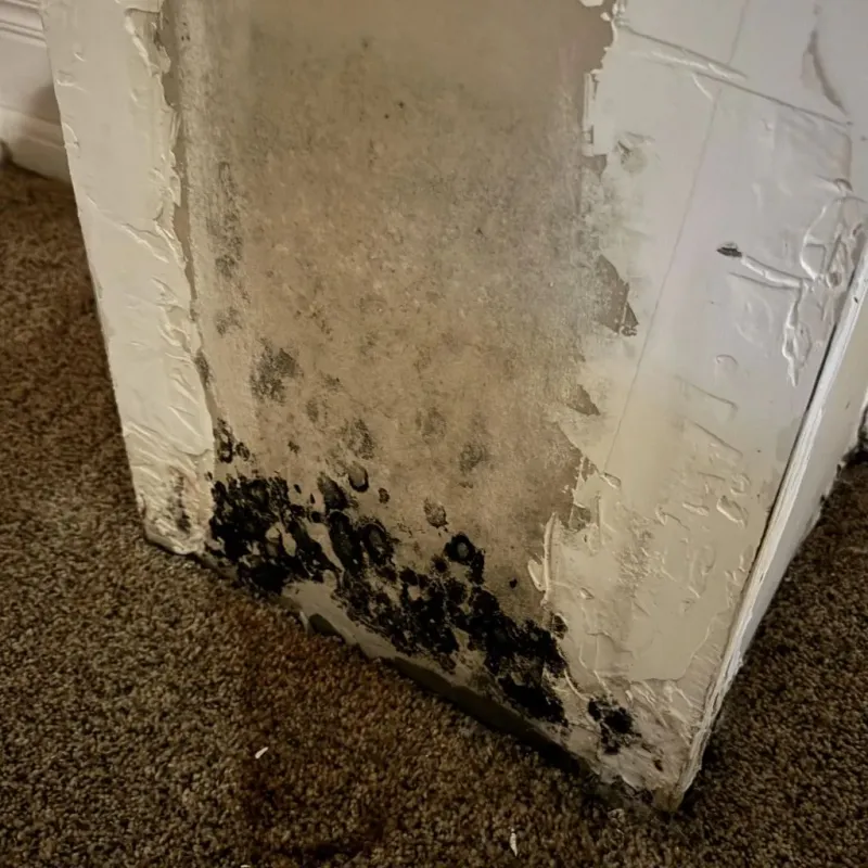 Professional Mold Removal in Morton County, KS